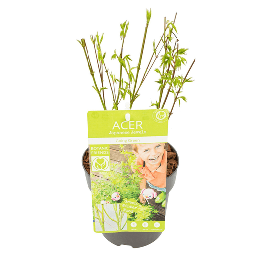 Japanischer Fächerahorn – Acer palmatum 'Going Green' – Ø15 cm – ↕50 cm – Eleganter Gartenbaum mit grünen Blättern & Herbstfärbung – Für Garten & Terrasse 