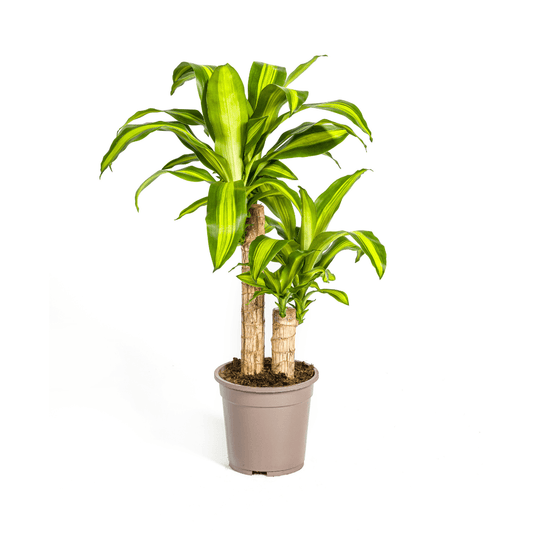Drachenbaum Dracaena Fragrans Massangeana – Zimmerpflanze – Ø19cm – ↕70-90cm – tropisches Blattwerk – pflegeleicht & robust 