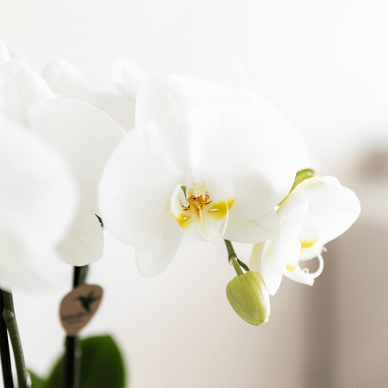 Kolibri Company | Bamboo Weiß Pflanzenset | Weiße Amabilis Orchidee Ø9cm + Grünpflanze inkl. Keramik‑Übertöpfe 