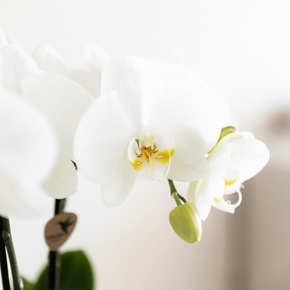 Kolibri Company | Bamboo Weiß Pflanzenset | Weiße Amabilis Orchidee Ø9cm + Grünpflanze inkl. Keramik‑Übertöpfe 