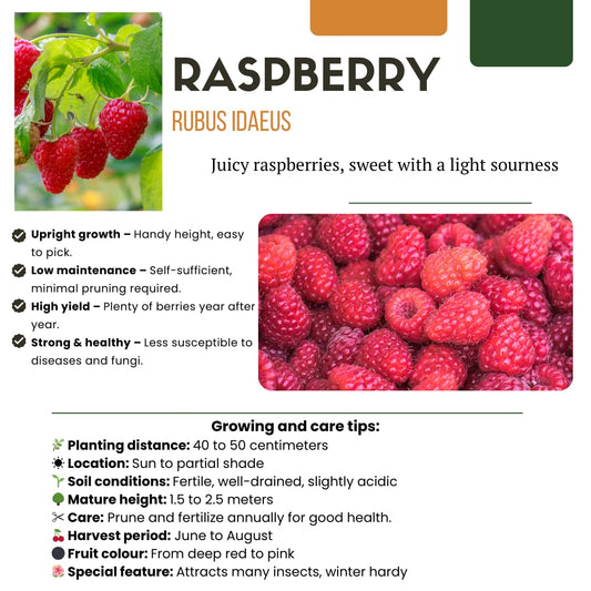 Rubus idaeus – Bio-Himbeere – Ø13cm – ↕20cm – 3 Pflanzen – Biologische Himbeerpflanzen – Für Garten, Balkon & Terrasse 