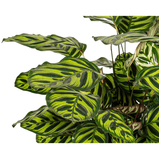 Calathea Makoyana – Pfauenpflanze – Große Zimmerpflanze Ø27 cm – 60-80 cm hoch – Ovale Blätter mit auffälligem Muster – Indirektes Licht – Pflegeleicht & Luftverbessernd 