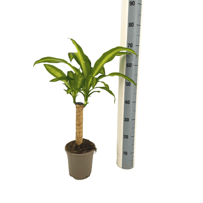 Dracaena Fragrans Massangeana Ø17cm - ↕60 - 80cm 