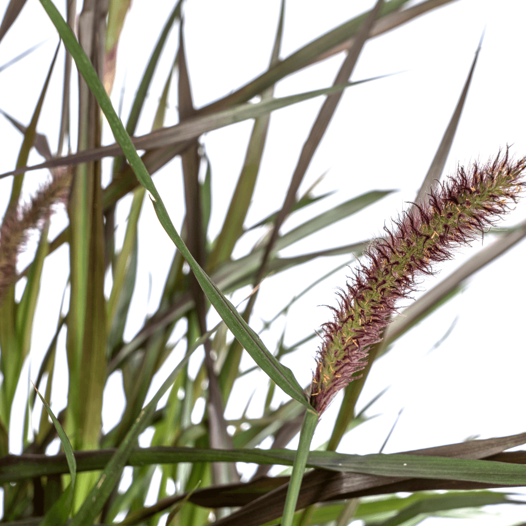 Pennisetum x advena Chelsea – Ø27 cm – Höhe 70–80 cm – Elegantes Ziergras – Creme-Rosaviolette Blüten – Winterhart – Sonniger bis halbschattiger Standort – Für Garten & Terrasse 