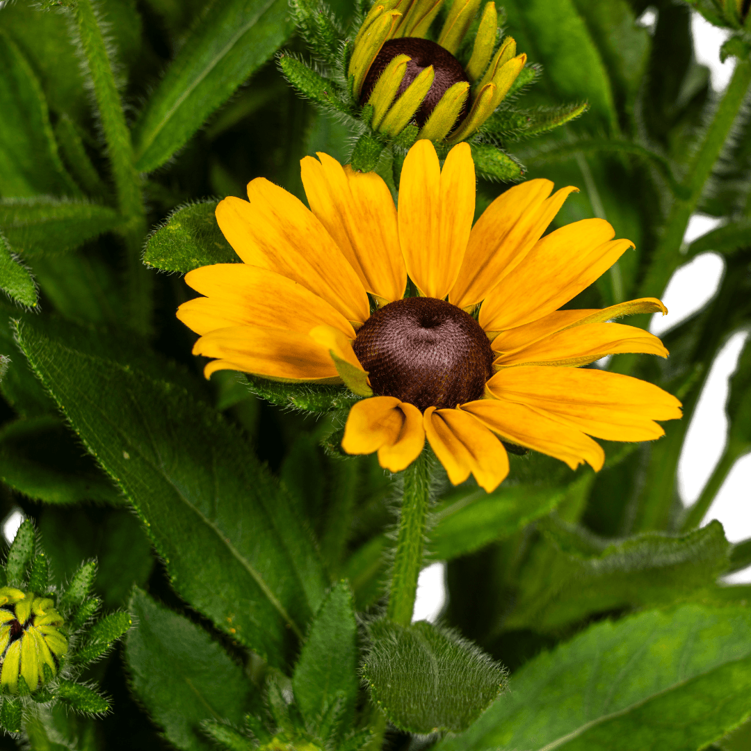 Rudbeckia Summerina – Ø19 cm – Höhe 45–60 cm – Bunte Sonnenhut Staude mit gelb-orangenen Blüten – Winterhart – Sonnenliebende Gartenpflanze 