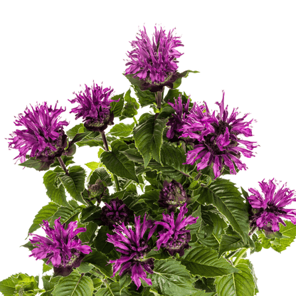 Monarda didyma ‘Purple’ – Ø19 cm – Höhe 45–60 cm – Indianernessel mit violetten Blüten – Winterharte Bienenstaude für sonnige Beete & Naturgärten 
