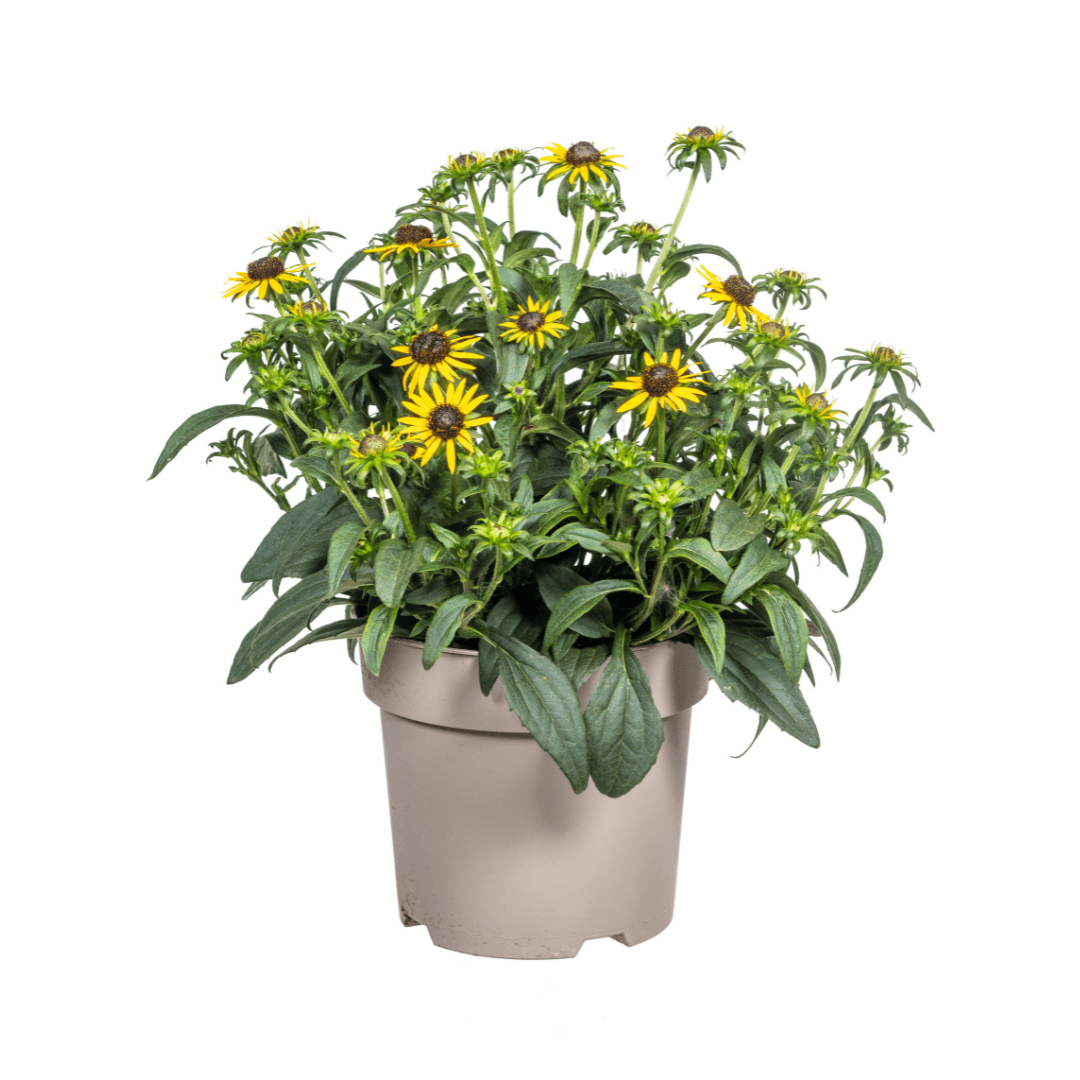 Rudbeckia fulgida ‘Little Goldstar’ – Ø19 cm – Höhe 45–60 cm – Gelbe Sonnenhut-Staude für sonnige Beete – Blühfreudig & pflegeleicht – Winterharte Gartenpflanze 