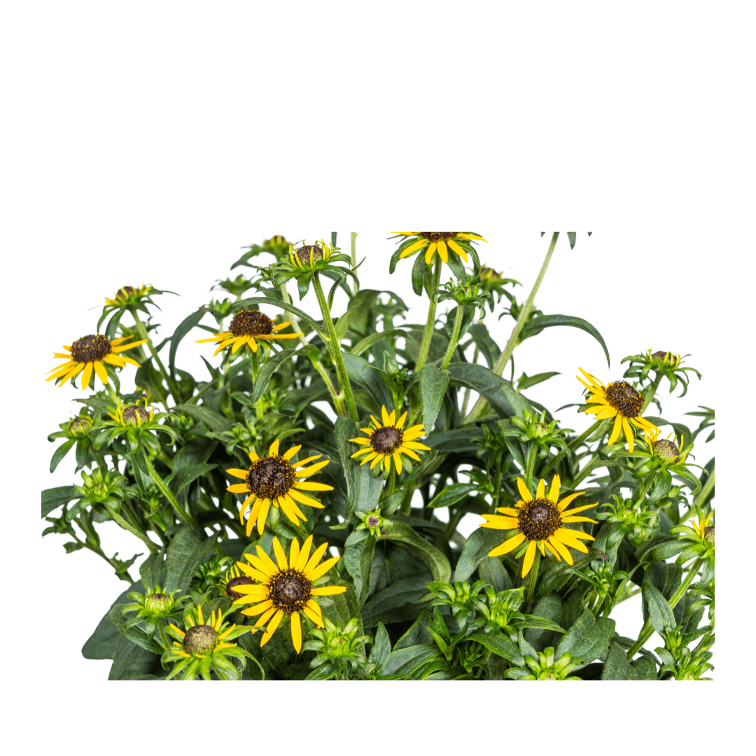 Rudbeckia fulgida ‘Little Goldstar’ – Ø19 cm – Höhe 45–60 cm – Gelbe Sonnenhut-Staude für sonnige Beete – Blühfreudig & pflegeleicht – Winterharte Gartenpflanze 