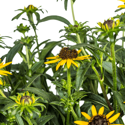 Rudbeckia fulgida ‘Little Goldstar’ – Ø19 cm – Höhe 45–60 cm – Gelbe Sonnenhut-Staude für sonnige Beete – Blühfreudig & pflegeleicht – Winterharte Gartenpflanze 