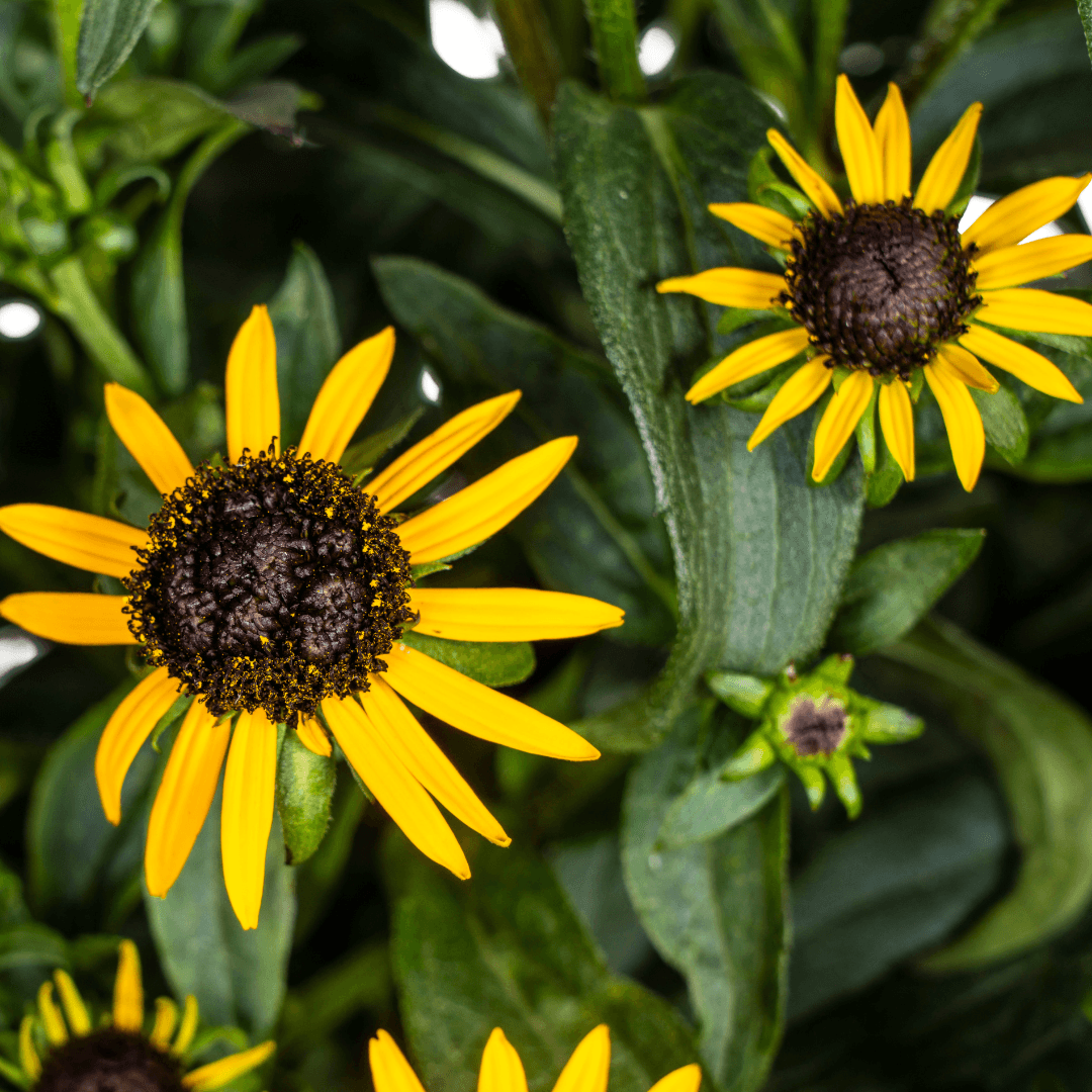Rudbeckia fulgida ‘Little Goldstar’ – Ø19 cm – Höhe 45–60 cm – Gelbe Sonnenhut-Staude für sonnige Beete – Blühfreudig & pflegeleicht – Winterharte Gartenpflanze 