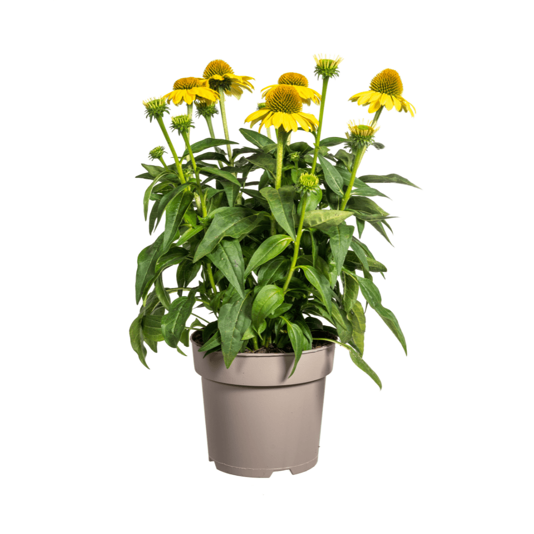 Echinacea purpurea Yellow – Gelber Sonnenhut – Ø 19 cm – Höhe 60–70 cm – Leuchtend gelbe Blüten – Für Beet & Staudenrabatte – Sonniger Standort – Pflegeleicht 