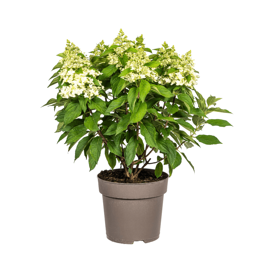 Hortensie Hydrangea paniculata White – Rispenhortensie – Ø 24 cm Topf – Höhe 70–80 cm – Weiße Blüten – Für Beet, Garten & Terrasse – Pflegeleicht & sonnenverträglich 
