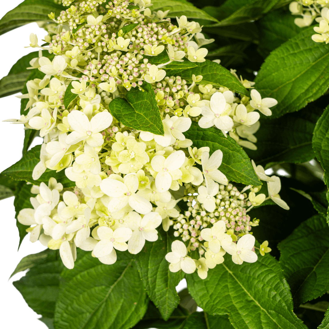 Hortensie Hydrangea paniculata White – Rispenhortensie – Ø 24 cm Topf – Höhe 70–80 cm – Weiße Blüten – Für Beet, Garten & Terrasse – Pflegeleicht & sonnenverträglich 