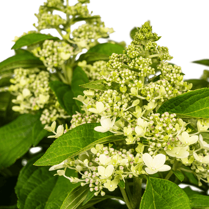 Hortensie Hydrangea paniculata White – Rispenhortensie – Ø 24 cm Topf – Höhe 70–80 cm – Weiße Blüten – Für Beet, Garten & Terrasse – Pflegeleicht & sonnenverträglich 