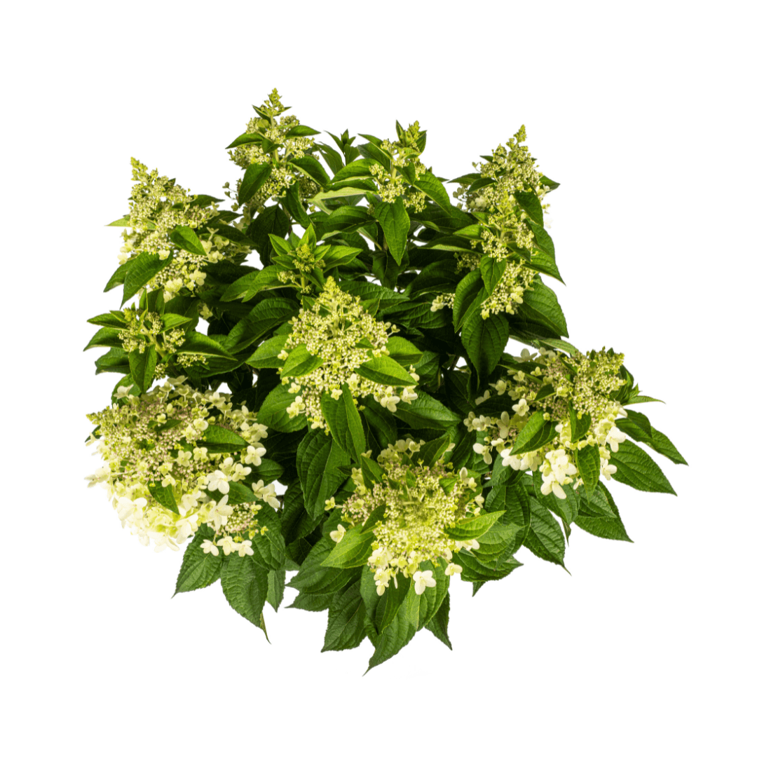 Hortensie Hydrangea paniculata White – Rispenhortensie – Ø 24 cm Topf – Höhe 70–80 cm – Weiße Blüten – Für Beet, Garten & Terrasse – Pflegeleicht & sonnenverträglich 