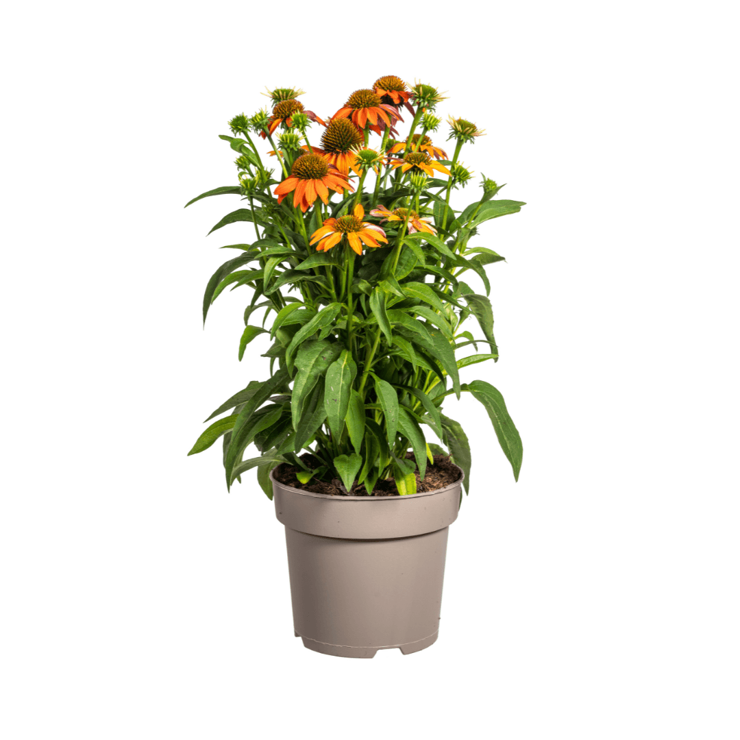 Echinacea purpurea Orange – Sonnenhut mit orangefarbenen Blüten – Ø 19 cm – Höhe 60–70 cm – Staudenpflanze – Für Beet & naturnahe Gärten – Sonniger Standort – Pflegeleicht 