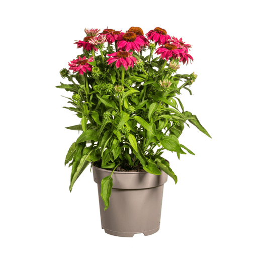 Echinacea purpurea Purple – Sonnenhut mit violetten Blüten – Ø 19 cm Topf – Höhe 60-70 cm – Staudenpflanze – Für Beet & Staudenrabatten – Sonniger Standort – Pflegeleicht 