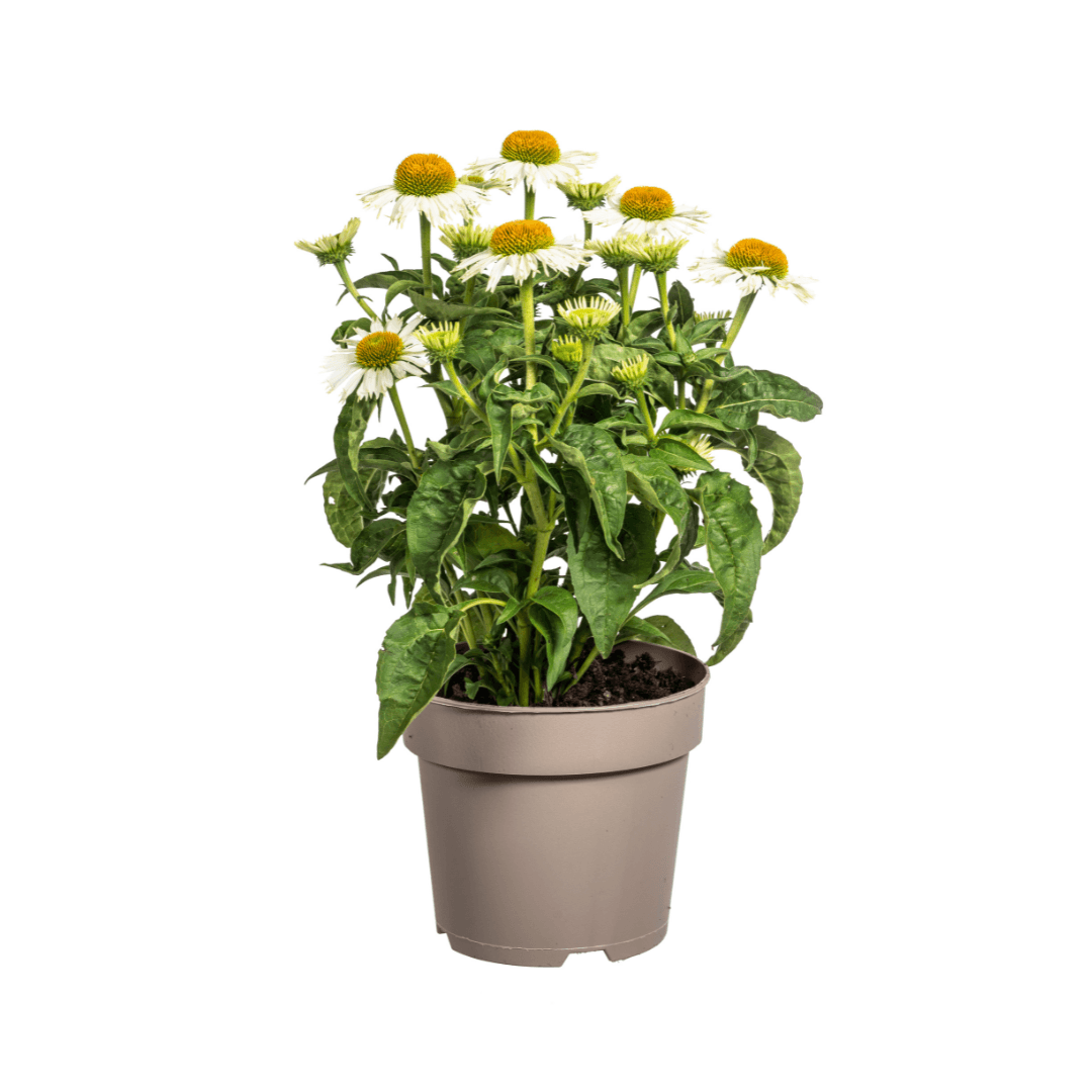 Echinacea purpurea White – Sonnenhut mit weißen Blüten – Ø 19 cm – Höhe 60-70 cm – Staudenpflanze – Für Beet & Staudenrabatten – Sonnenliebend & pflegeleicht 