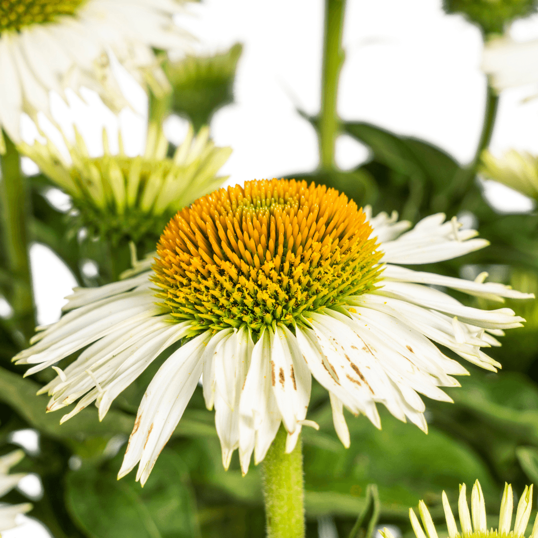Echinacea purpurea White – Sonnenhut mit weißen Blüten – Ø 19 cm – Höhe 60-70 cm – Staudenpflanze – Für Beet & Staudenrabatten – Sonnenliebend & pflegeleicht 