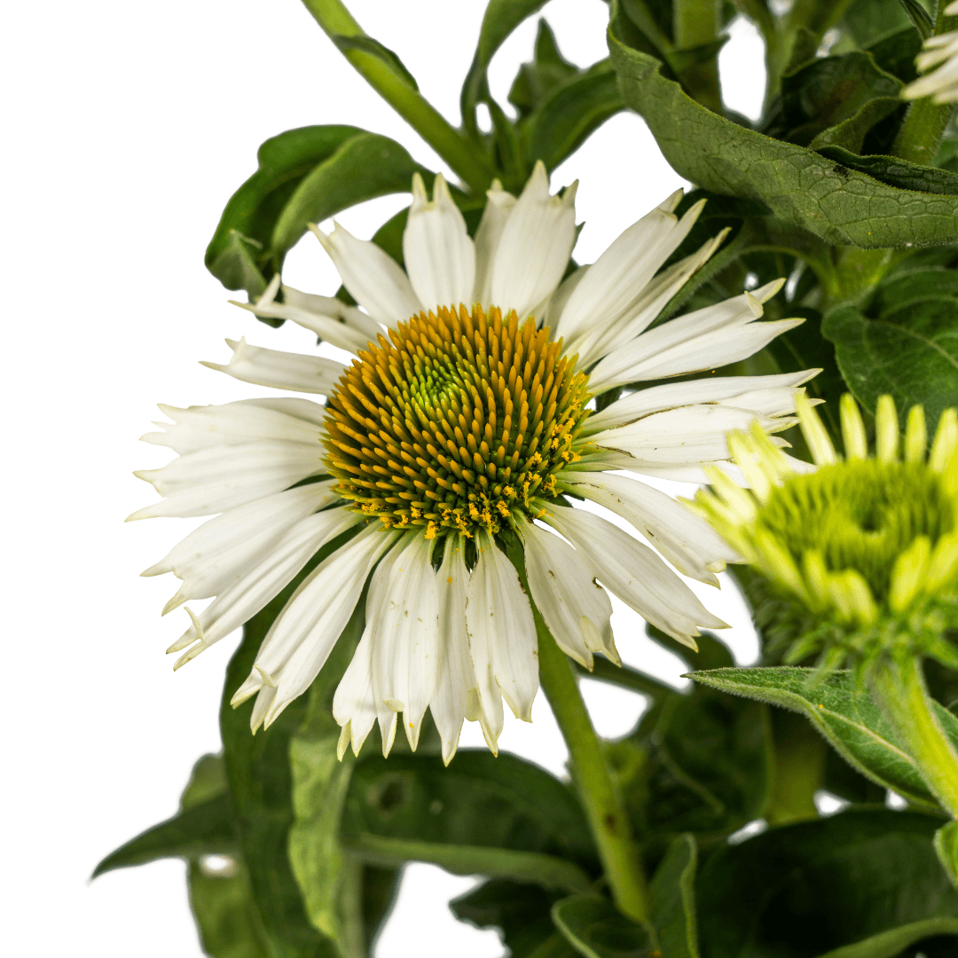 Echinacea purpurea White – Sonnenhut mit weißen Blüten – Ø 19 cm – Höhe 60-70 cm – Staudenpflanze – Für Beet & Staudenrabatten – Sonnenliebend & pflegeleicht 