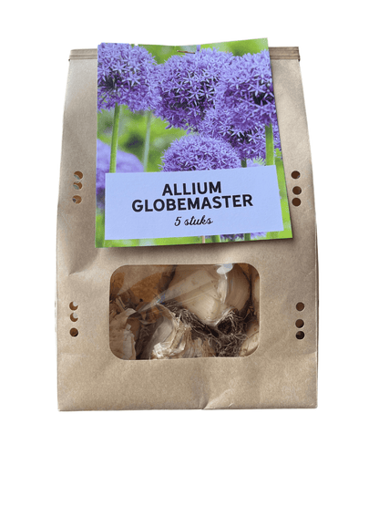 Allium 'Globemaster' – Zierlauch Blumenzwiebeln – 5 Blumenzwiebeln – Extra große violette Blütenbälle – Winterharte Staude für Beet, Rabatte & Schnitt – XXL-Zwiebeln 