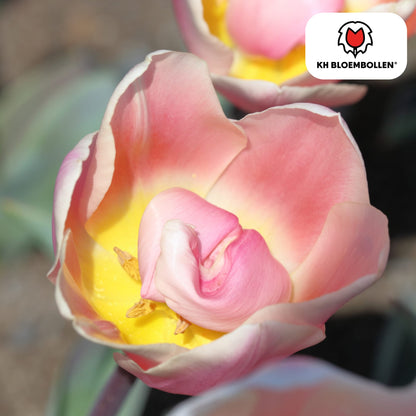 Tulpenzwiebeln Apricot Delight – 20 Blumenzwiebeln - Zartrosa-Apricot Tulpe – Groß & Kraftvoll – Für Garten oder Topf – Frisch vom Züchter 