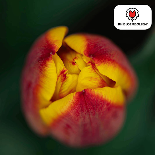 Tulpenzwiebeln Jan Seignette – 20 Blumenzwiebeln – Rot-gelb gestreifte Tulpe – Klassisch & auffällig – Für Garten & Topf 