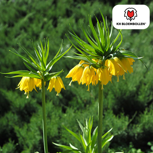 Fritillaria imperialis 'Lutea' – Kaiserkrone – schwefelgelbe Blüten – 5 Blumenzwiebeln – ↕80-100cm – imposanter Frühjahrsblüher 