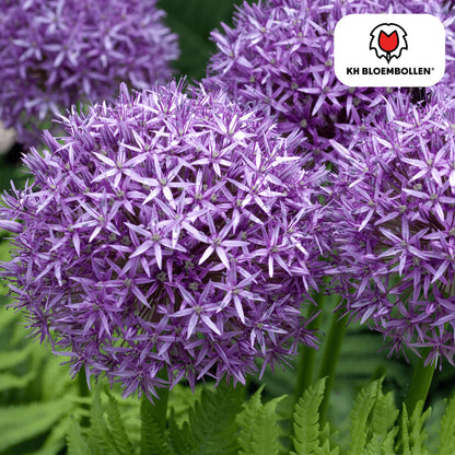 Allium 'Globemaster' – Zierlauch – violette Blütenkugeln – 5 Blumenzwiebeln – ↕80-100cm – bienenfreundliche Sommerblüher 