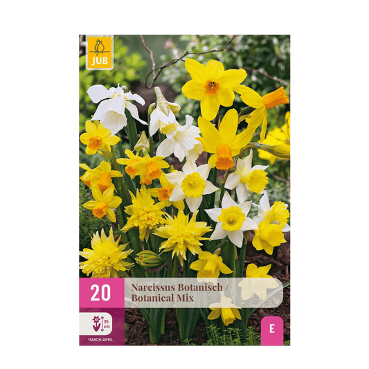 GreenboutiQ - Blumenzwiebeln - Narcis Botanical Mix - Farbe Gelb und Weiß - 20 Stück - Zwiebelgröße 10/12 - XXL Pack 