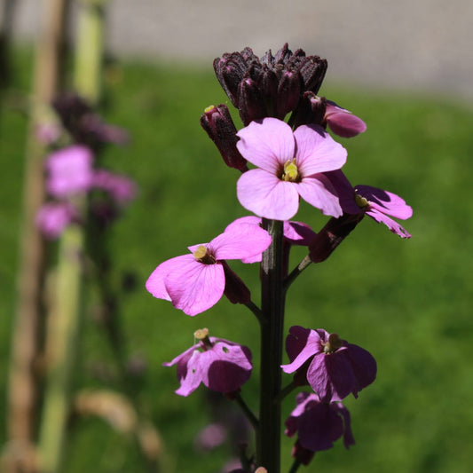 Erysimum Bowles Mauve – Goldlack Staude – 10-25cm – Ø9cm – Langblühende Gartenpflanze für Sonne – Bienenfreundliche Blühstaude für Beet & Kübel