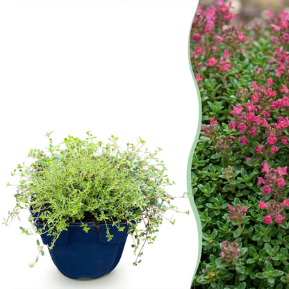 Kriechthymian 'Red Carpet' – Duftend, Rot-Rosa – Topf Ø11cm