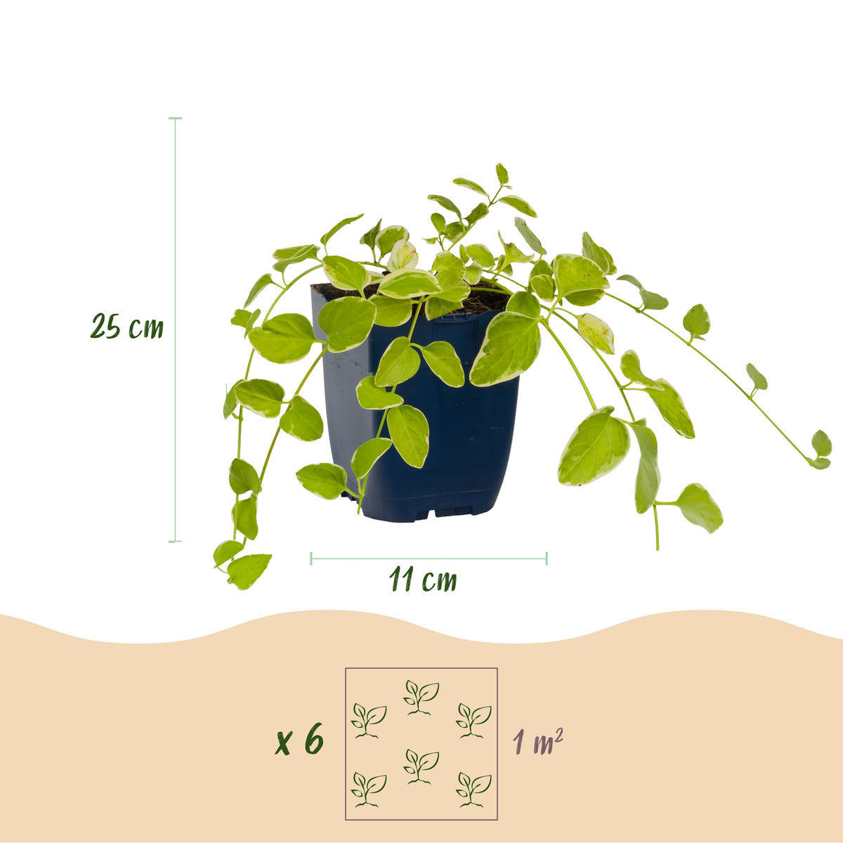 Immergrün 'Vinca major Variegata' – Blau – Topf Ø11cm – Ansicht 3