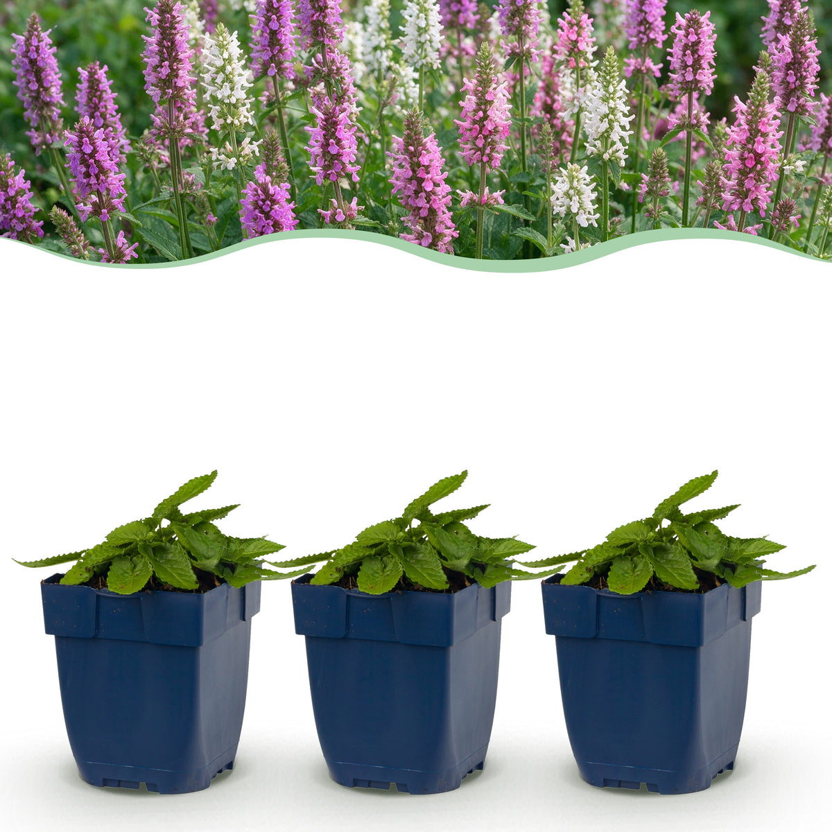 Betonie 'Stachys Duo' – Rosa-Lila-Weiß – Topf Ø11cm