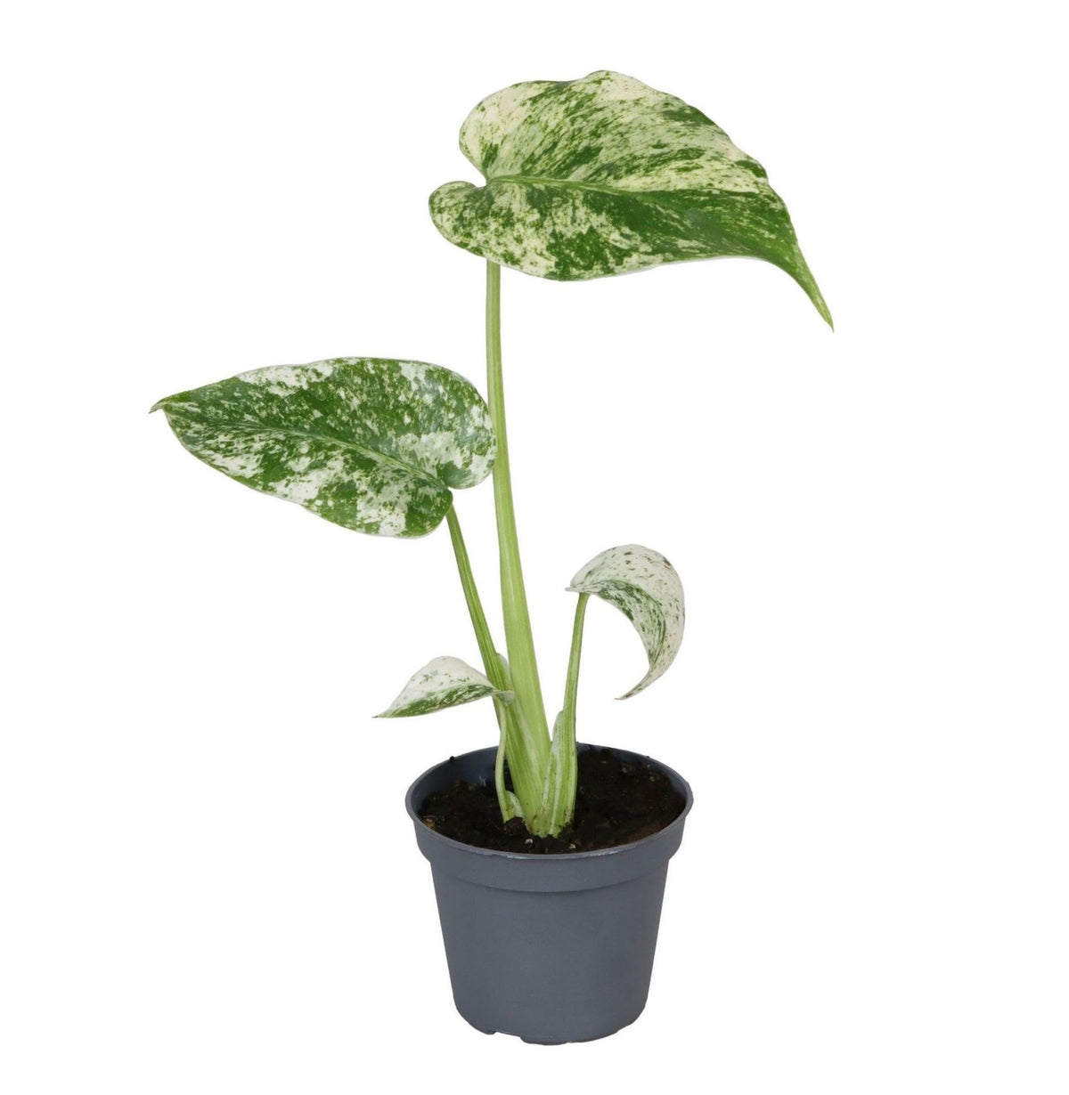 Monstera Deliciosa 'Mint Variegated' – Topf Ø6cm
