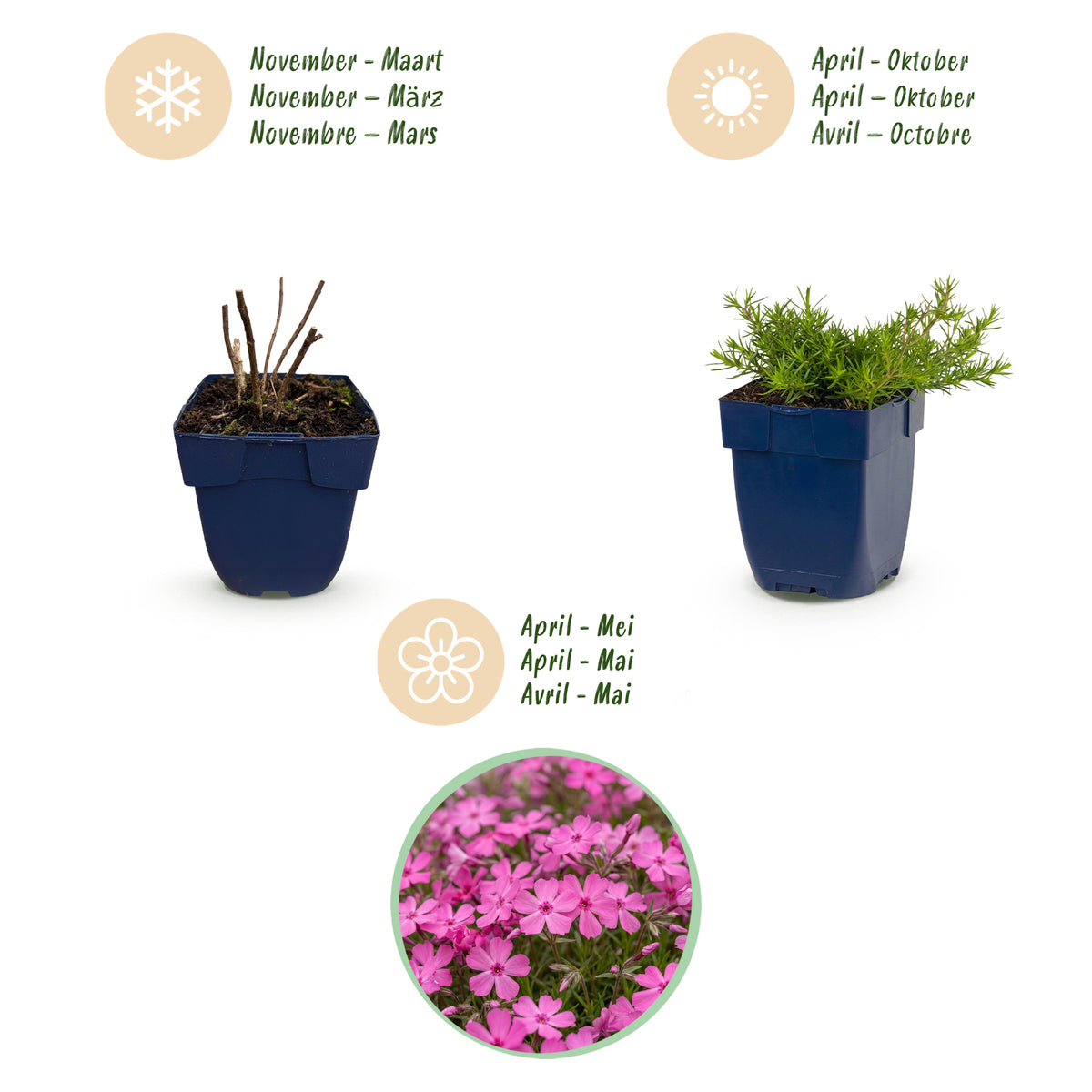 Polster-Phlox 'McDaniel's Cushion' – Dunkelrosa – Topf Ø11cm – Ansicht 4