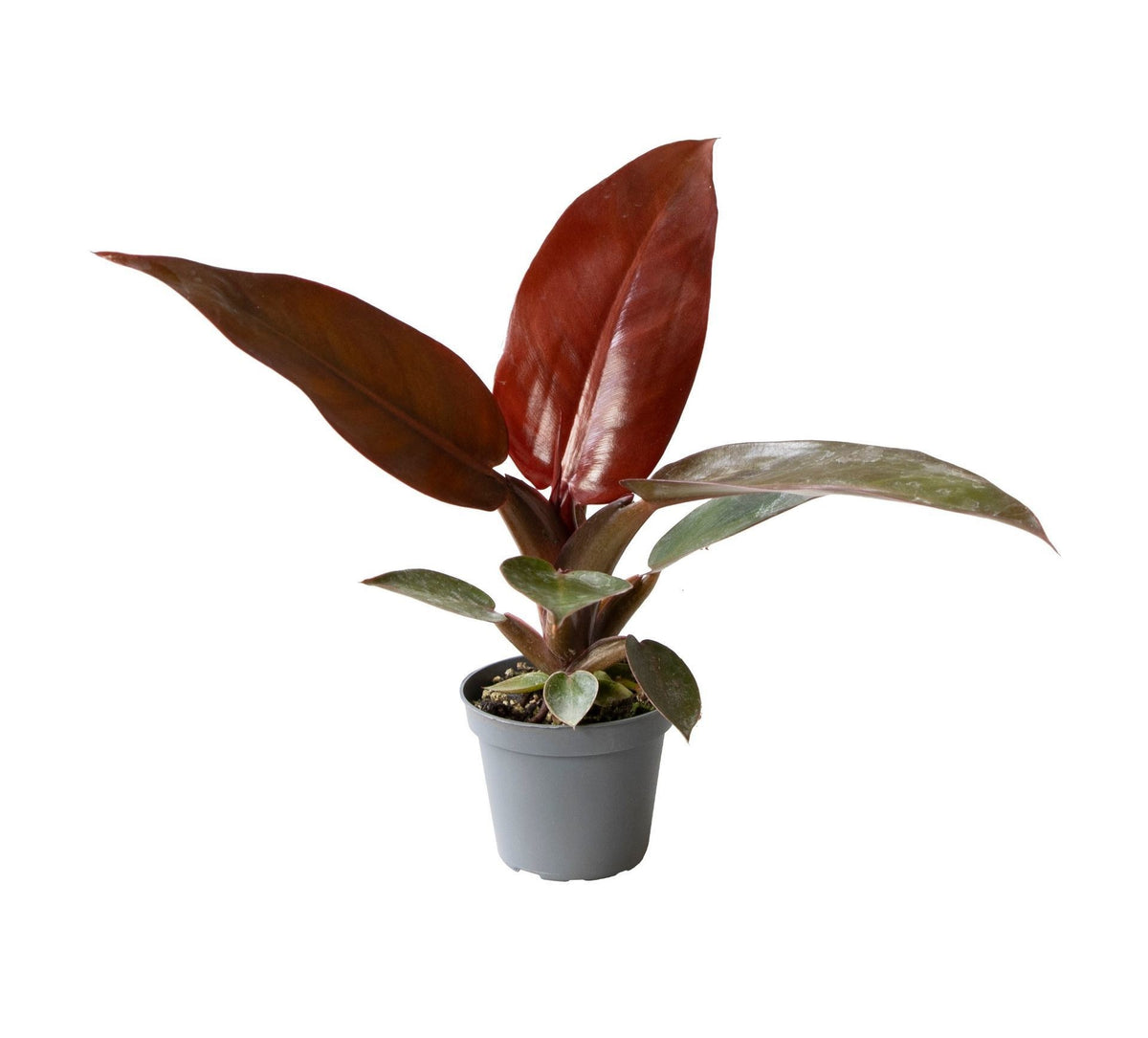 Philodendron 'Sun Red' – Grün-Rot-Rosa – Topf Ø6cm
