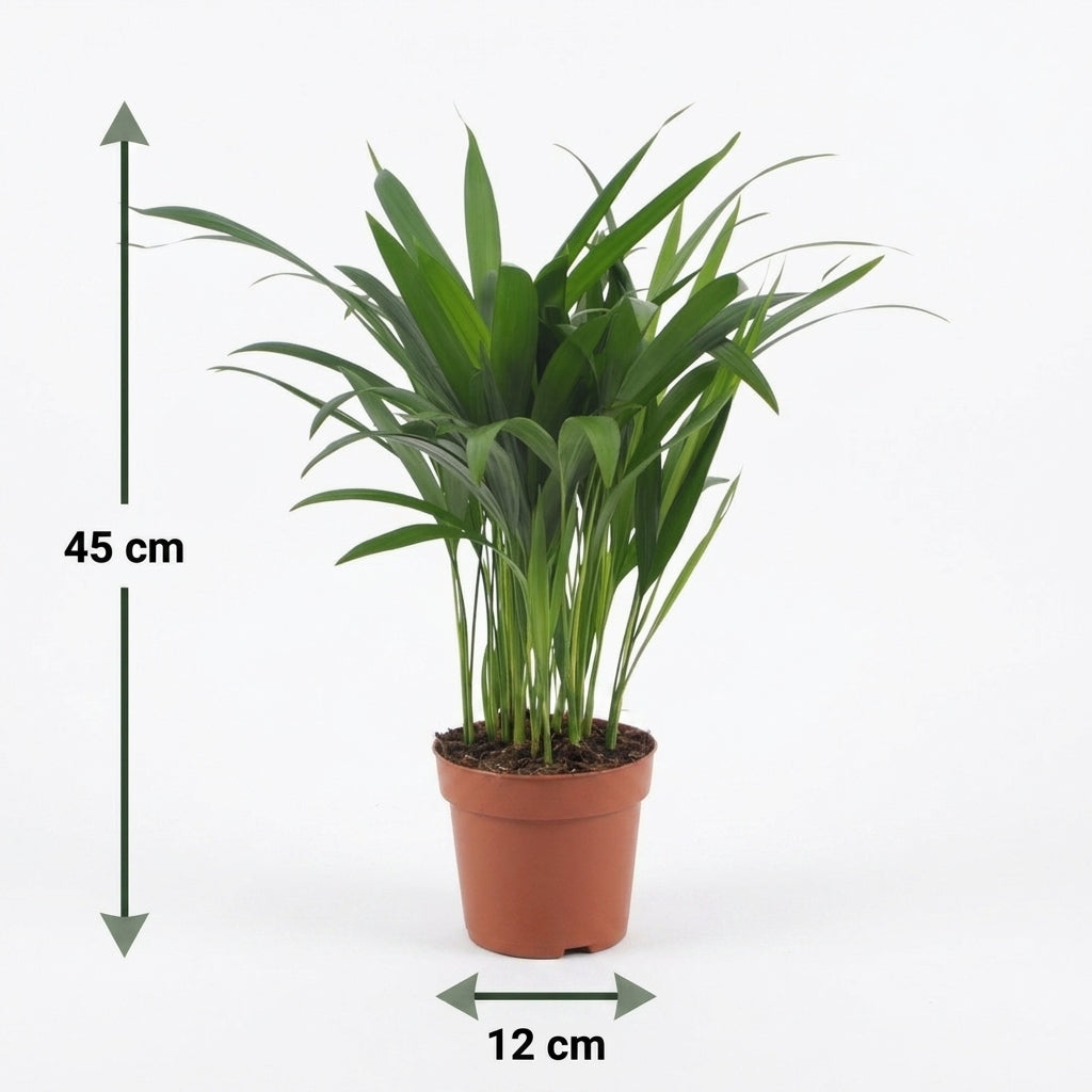 Goldfruchtpalme 'Areca Lutescens' – Topf Ø12cm – Ansicht 5