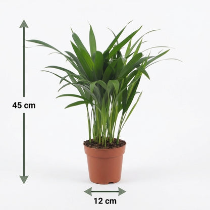 Goldfruchtpalme 'Areca Lutescens' – Topf Ø12cm – Ansicht 5