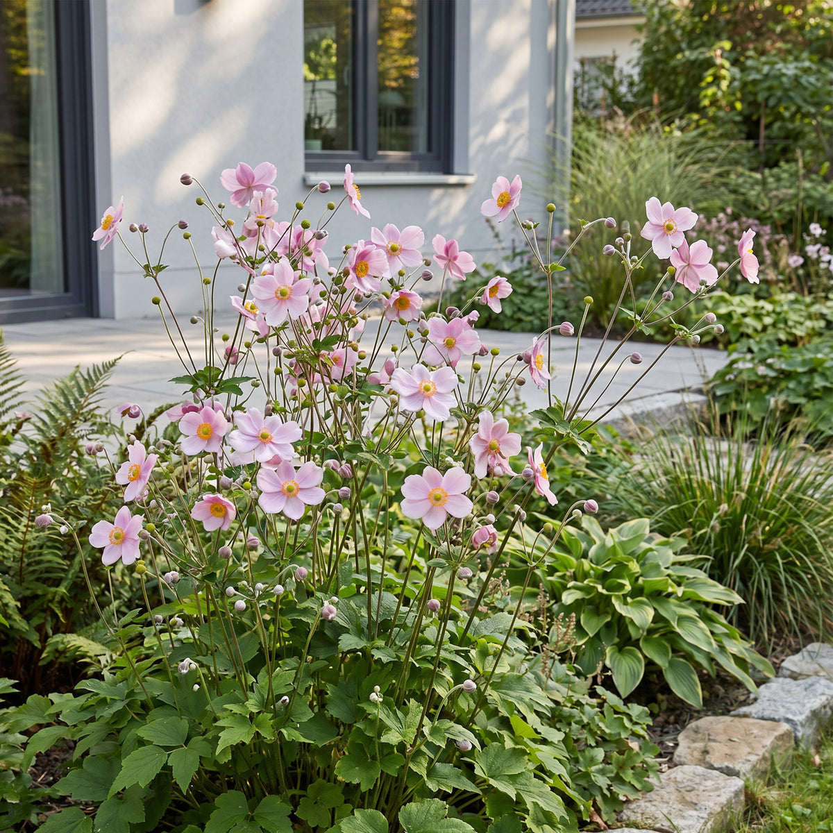 Herbst-Anemone 'Kön. Charlotte' – Rosa – Topf Ø11cm – Ansicht 6