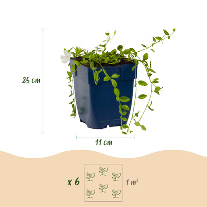 Immergrün 'Vinca minor Alba' – Weiß – Topf Ø11cm – Ansicht 3