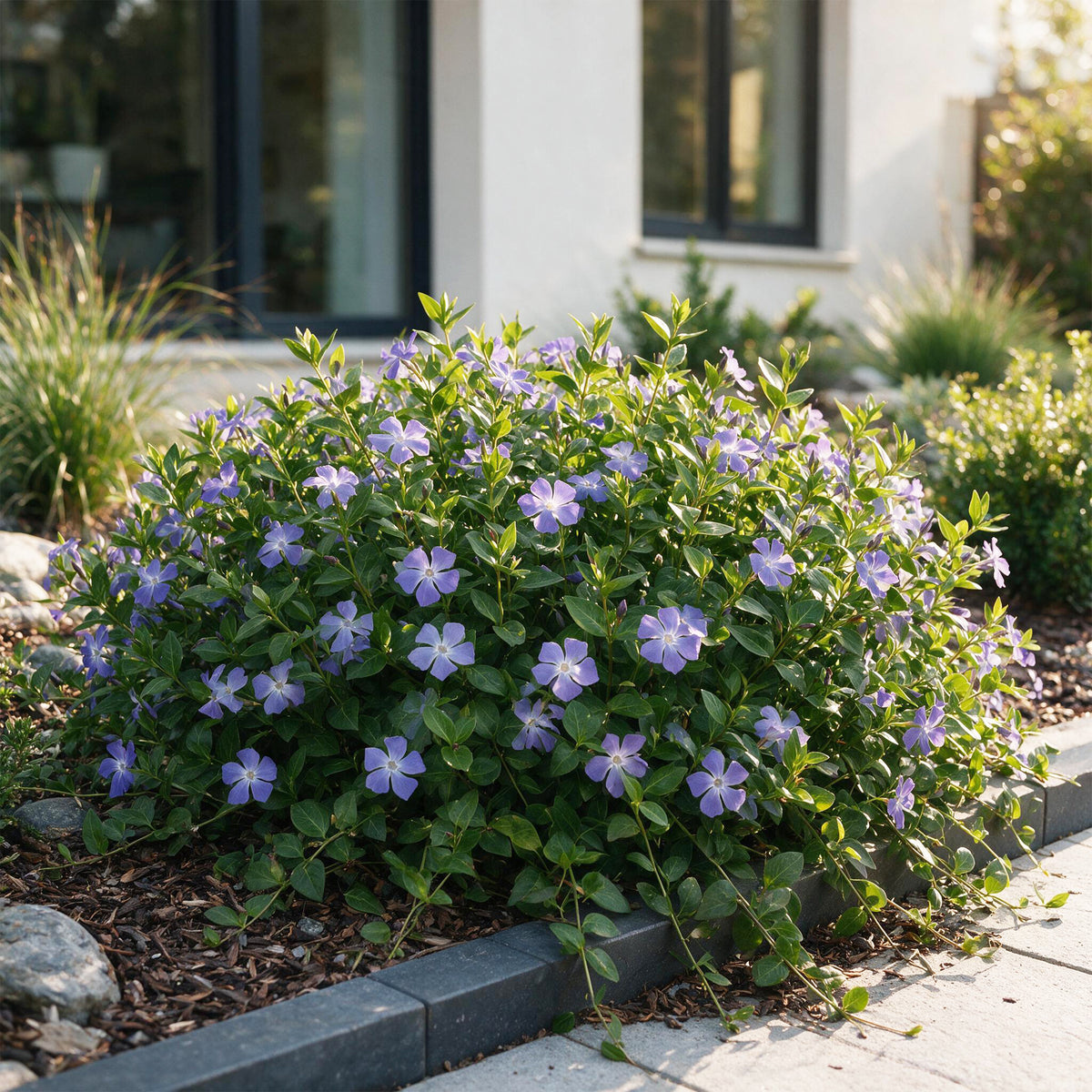 Immergrün 'Vinca major' – Blau – Topf Ø11cm – Ansicht 6