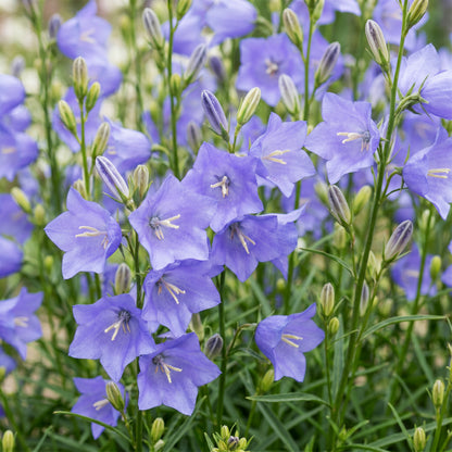 Glockenblume 'Campanula persicifolia' – Blau – Topf Ø11cm – Ansicht 5
