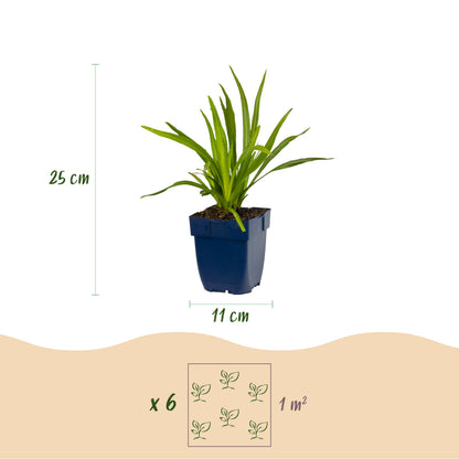 Liatris spicata 'Alba' – Weiß – Topf Ø11cm – Ansicht 3
