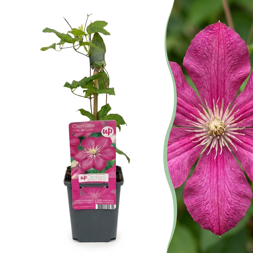 Clematis 'Ville de Lyon' – Rot – Topf Ø9cm
