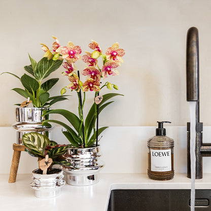 Kolibri Home Chrome-Übertopf – Ø9cm – Ansicht 4