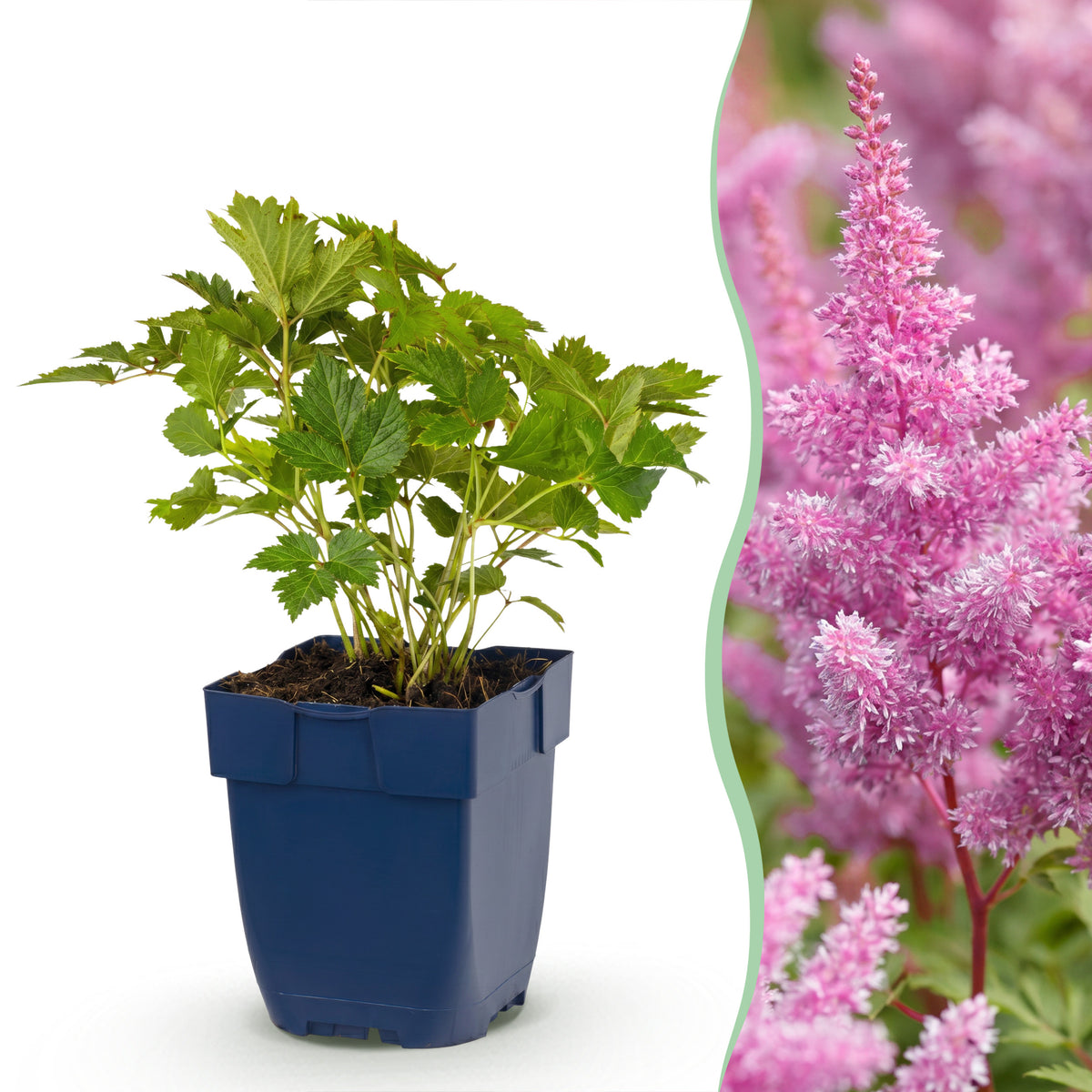 Prachtspiere 'Astilbe chin. Pumila' – Lila – Topf Ø11cm – Ansicht 2
