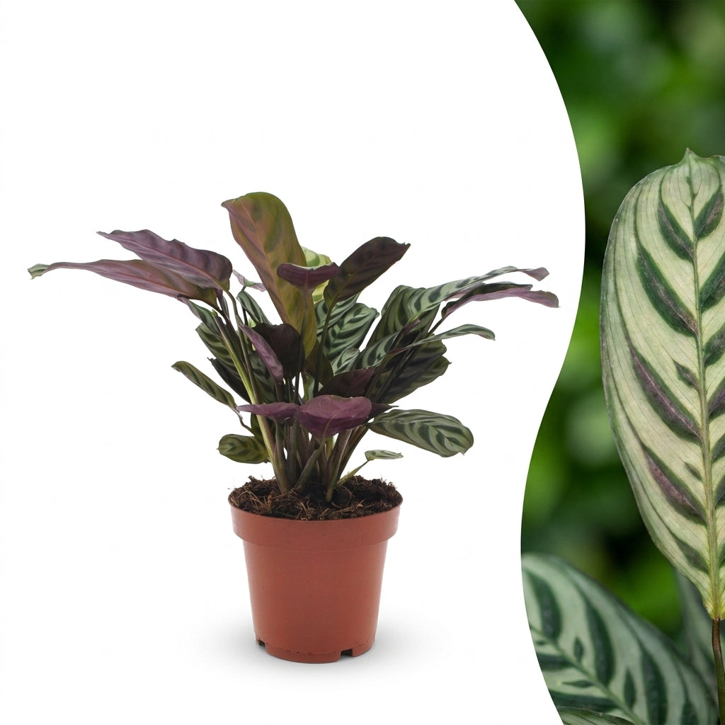 Fischgräten-Gebetspflanze 'Ctenanthe' – Topf Ø12cm