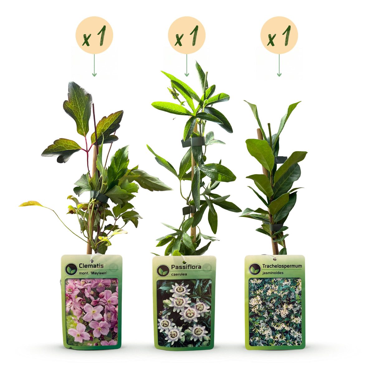 Kletterpflanzen-Trio 'Tricolour' – Clematis, Passionsblume & Sternjasmin – Topf Ø9cm – Ansicht 2