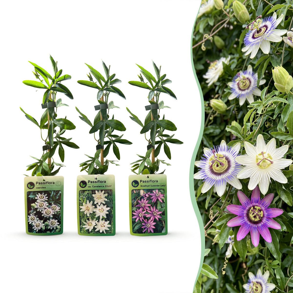 Kletterpflanzen-Trio 'Tricolour' – Clematis, Passionsblume & Sternjasmin – Topf Ø9cm